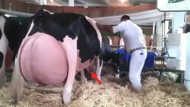 Photo of When They Saw What This Cow Gave Birth To, Everyone Started To Scream