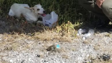 Photo of Real-life hero: A police officer, ready to stop by the roadside, shaded and provided water for an abandoned dog in desperate need, a moment that touched millions.