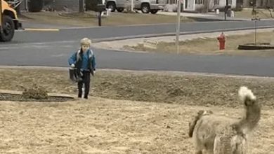 Photo of A dog named Arya walks over 10km every day to wait at the school gate for her 8-year-old friend after school. The warm hugs and adorable gestures when they meet have left a lasting impression across the online community