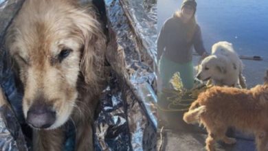 Photo of Fearless dog stays by friends’ side after falling through ice and calls for rescue to save the day…
