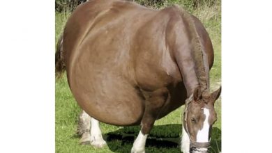 Photo of Horse Refuses To Give Birth, When The Vet Sees The Ultrasound He Calls The Police