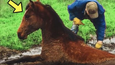 Photo of Man Rescued a Trapped Crying Wild Horse. How It Thanked Him is Unbelievable 😱😢