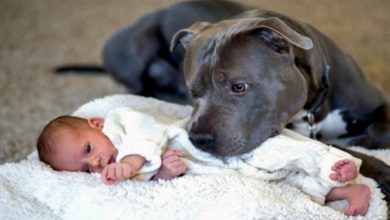 Photo of Dog Refuses To Let Baby Sleep Alone – When Parents Find Out Why They Call The Police