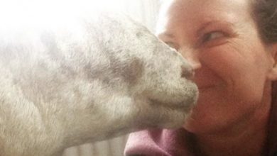 Photo of Woman goes to say goodbye to gravely ill pregnant sheep – then finds miracle in the straw