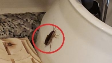 Photo of My 5-year-old found this in the kitchen; she was so scared. We’re not sure if it’s something bad. I found another one in our rice bag. What do you think?