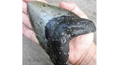 Photo of A 9-year-old boy found a rather weird object on the seashore