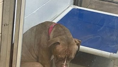 Photo of Heartbreaking photo shows shelter pit bull “losing hope” after adoptions fall through — still looking for a home