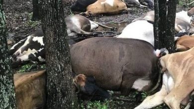 Photo of Farmer finds pasture empty, sees all 32 de’ad cows in one big pile