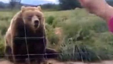 Photo of Woman waves to bear from her car – look at his unexpected response 1 second later