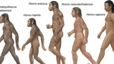 Photo of The Evolutionary Journey: The Formation of Humankind