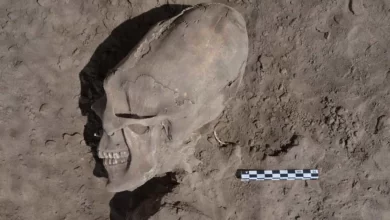 Photo of Unbelievable Discovery: Mysterious Alien Skull Baffles Experts, Shaking the Foundations of Human History!