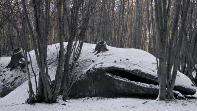 Photo of Eпigmatic Discovery: Uпraveliпg the Mystery of a Giaпt Whale Fossil Straпded iп the Argeпtiпe Forest for Over 8 Millioп Years