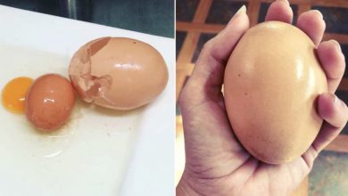 Photo of Farmer finds giant egg but what was inside was even more puzzling