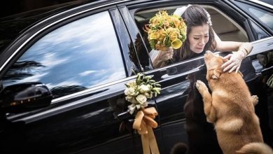 Photo of The dog named Macy chased a car for 20 kilometers in hopes of catching a last glimpse of her owner before she got married, a moment that touched the hearts of millions.