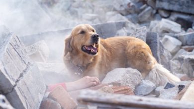 Photo of The determined, loyal dog risks everything to save his owner and desperately begs for help from everyone