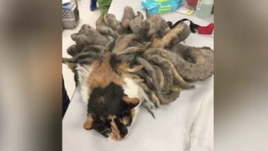 Photo of Animal found by police has worst case of…