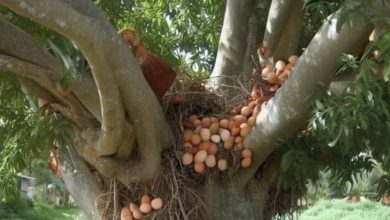 Photo of A Phenomenal Natural Marvel: Hens Nesting and Laying Eggs in Towering Trees