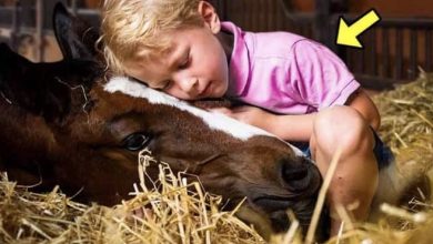 Photo of Every Night, The Horse Slept With The Boy. 3 Years Later, Mum Realized she Made a Terrible Mistake