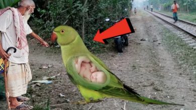 Photo of Incredible Metamorphosis: From a Massive 2-Meter Tall Pregnant Parrot to a Baby with Striking Human Resemblance.