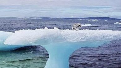 Photo of Fisherman see something odd stuck on an iceberg – soon realize the unimaginable truth