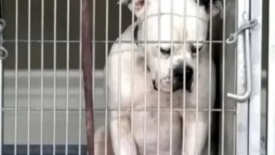Photo of Dog Heartbroken After Realizing That His Family Left Him At Shelter