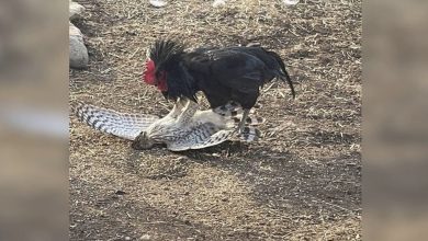 Photo of Epic Showdown: Fearless Chicken Faces Off Against Majestic Hawk in Jaw-Dropping Battle – Don’t Miss This Thrilling Video
