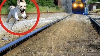 Photo of A dog named Bella ran over 2km to bravely dash onto the railway to rescue an abandoned baby on the tracks, a moment that has left millions around the globe in awe.