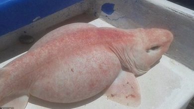 Photo of Uncovering the Mystery: Fisherman Nets Exceptional Pink-Skinned Creature Near Cabo, Mexico within American Territory