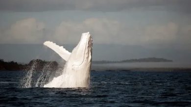 Photo of An intimate encounter with Migaloo – the only white humpback whale in the world