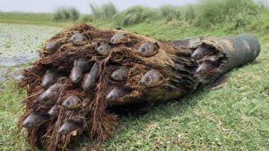 Photo of Breathtaking Discovery: An Unusual Tree Trunk Transforms into Sanctuary for a School of Fish, Leaving Spectators Awe-Struck and Enchanted!