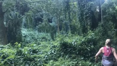 Photo of Woman snaps photo running through rainforest – later spots haunting detail in the bushes