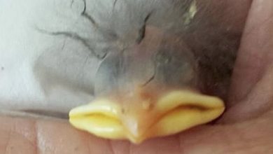 Photo of Woman saves abandoned chick from smashed egg – 1 yr later, her transformation shocks everyone