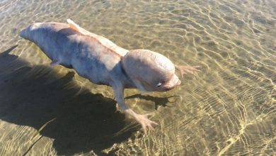 Photo of Mysterious Fish-Like Creature with a Big Head Surfaces on Thai Shores! What Could It Be KS