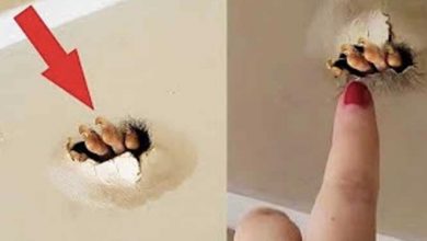 Photo of The Girl Discovered Something Bizarre in the Ceiling and poked it, She Shouldn’t have done it…