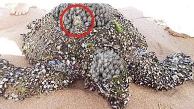 Photo of Couple Finds Strange Turtle On Beach – When They Look At His Shell They See Something Shiny