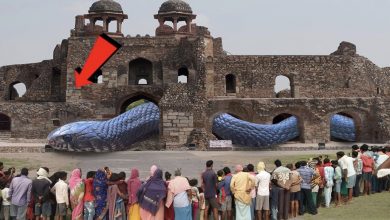 Photo of Captivating Spectacle: Centenarian Enormous Serpent Discovered Beneath Rajasthan Fortress