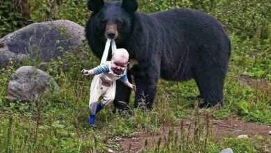 Photo of Bear Refuses To Let Baby Go – Ranger Bursts Into Tears When He Discovers Why
