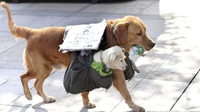 Photo of Aww In their quest for a brighter future, mother dogs tirelessly shield their offspring, carrying them with a sense of vulnerability as they navigate the search for sustenance and refuge