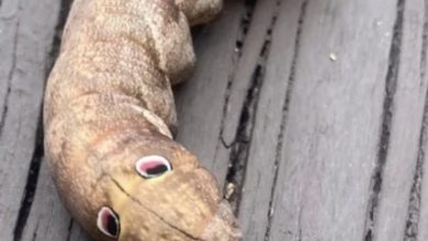 Photo of If you see this “googly-eyed” creature in your backyard, here’s what it means