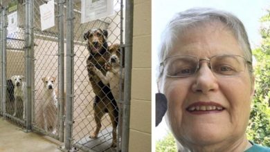 Photo of Woman asks shelter for their oldest, most unwanted, hard-to-adopt dog. Here’s who they gave her