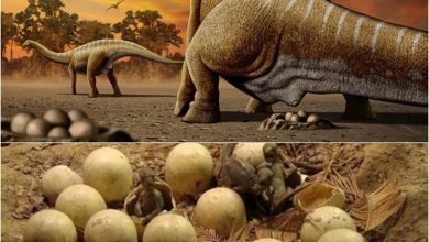 Photo of In Northern Spain, a massive Titanosaur nest containing 30 intact eggs has been discovered