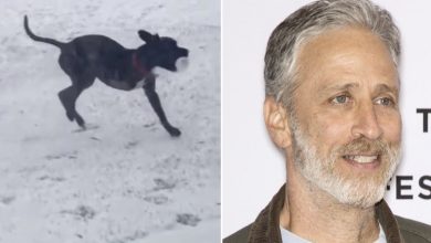 Photo of Jon Stewart breaks down in tears announcing beloved dog Dipper has died: “In a world of good boys, he was the best”