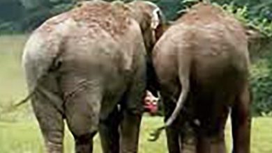 Photo of Former circus elephants separated for 22 years – cameras catch moment they reunite for the 1st time