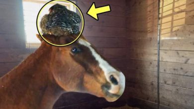 Photo of Woman Found a BIG SURPRISE on Her Horse’s Head, You Won’t Believe What Happened Next