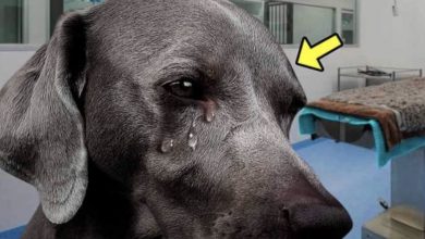 Photo of This Dog Cried When Vet Said He Had Only 1 Hour to Live. Then the Unthinkable Happened