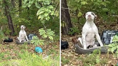 Photo of Puppy Abandoned In Forest With His Belongings Patiently Waits For Someone To Help Him