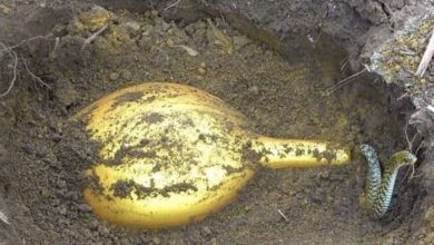 Photo of A lucky man dug up an ancient golden vase buried deep underground dating back 3,500 years. What happened right after he found it?