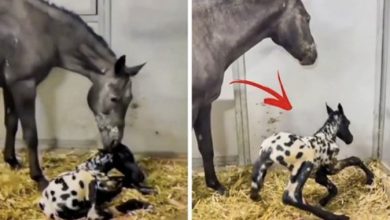 Photo of Horse Gives Birth To Foal – The Vet Sees It, He Says ‘Thats Not A Foal’