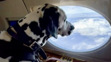 Photo of Airline Will Allow Dogs And Cats In The Cabins