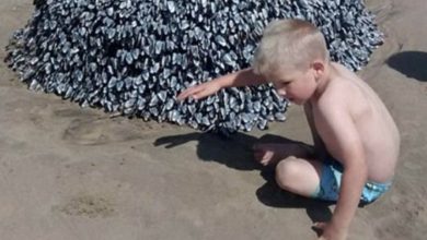 Photo of Father’s Beach Photo of Son Goes Viral – Authorities Take Swift Action After Noticing Tiny Detail!